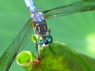 Dragongly Blue Dasher